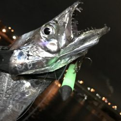 イワシ付きタチウオ